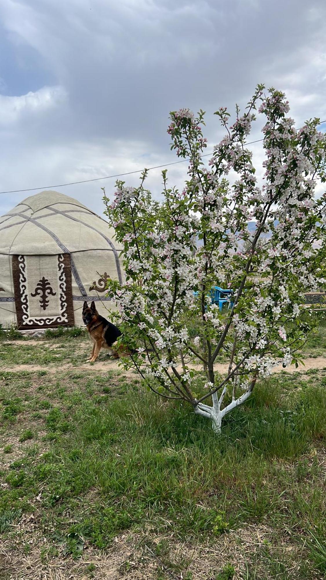 Guest House And Yurt Camp "Aktan" Bokonbayevo Exterior foto